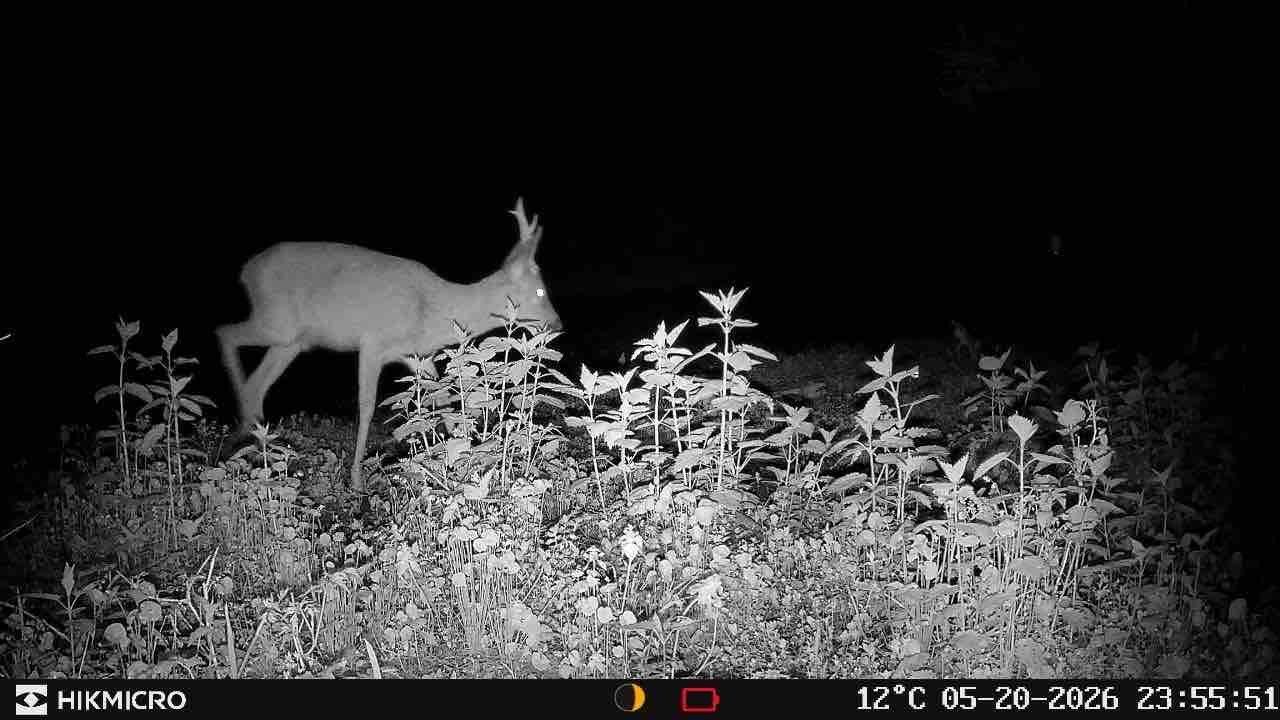 Råbock bland nässlor i totalt mörker, infraröd nattbild från HIKMICRO T16 utan synligt ljus