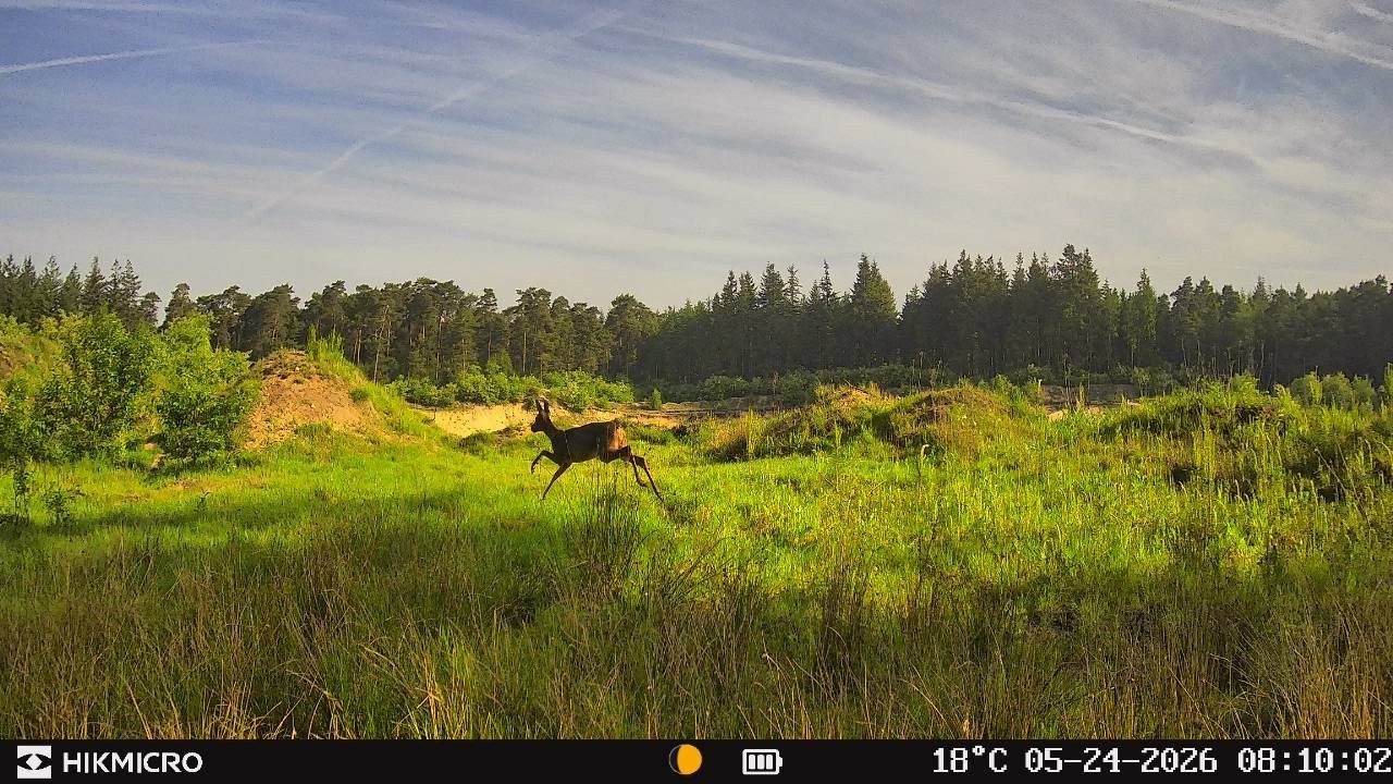 Rådjur i språng över öppen hedmark i tidigt morgonljus, bild tagen med HIKMICRO T16
